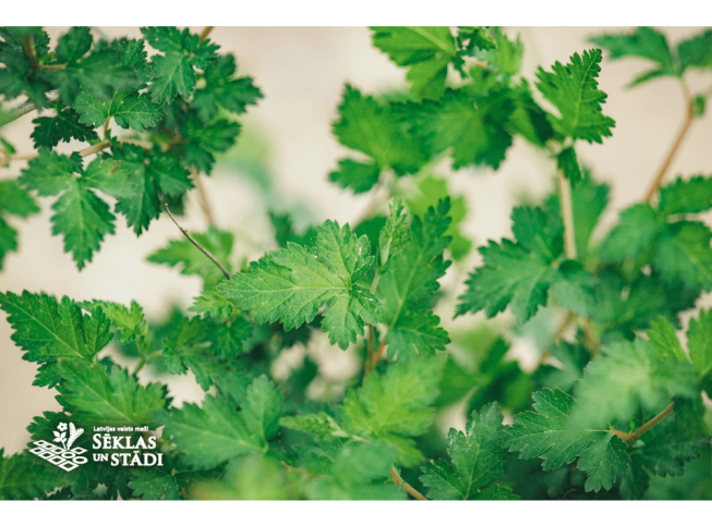 Stephanandra incisa   'Crispa'